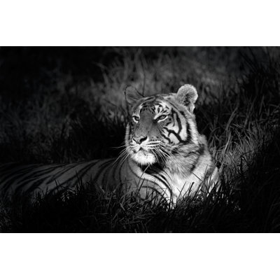 Thangool Bengal Tiger - Wrapped Canvas Print