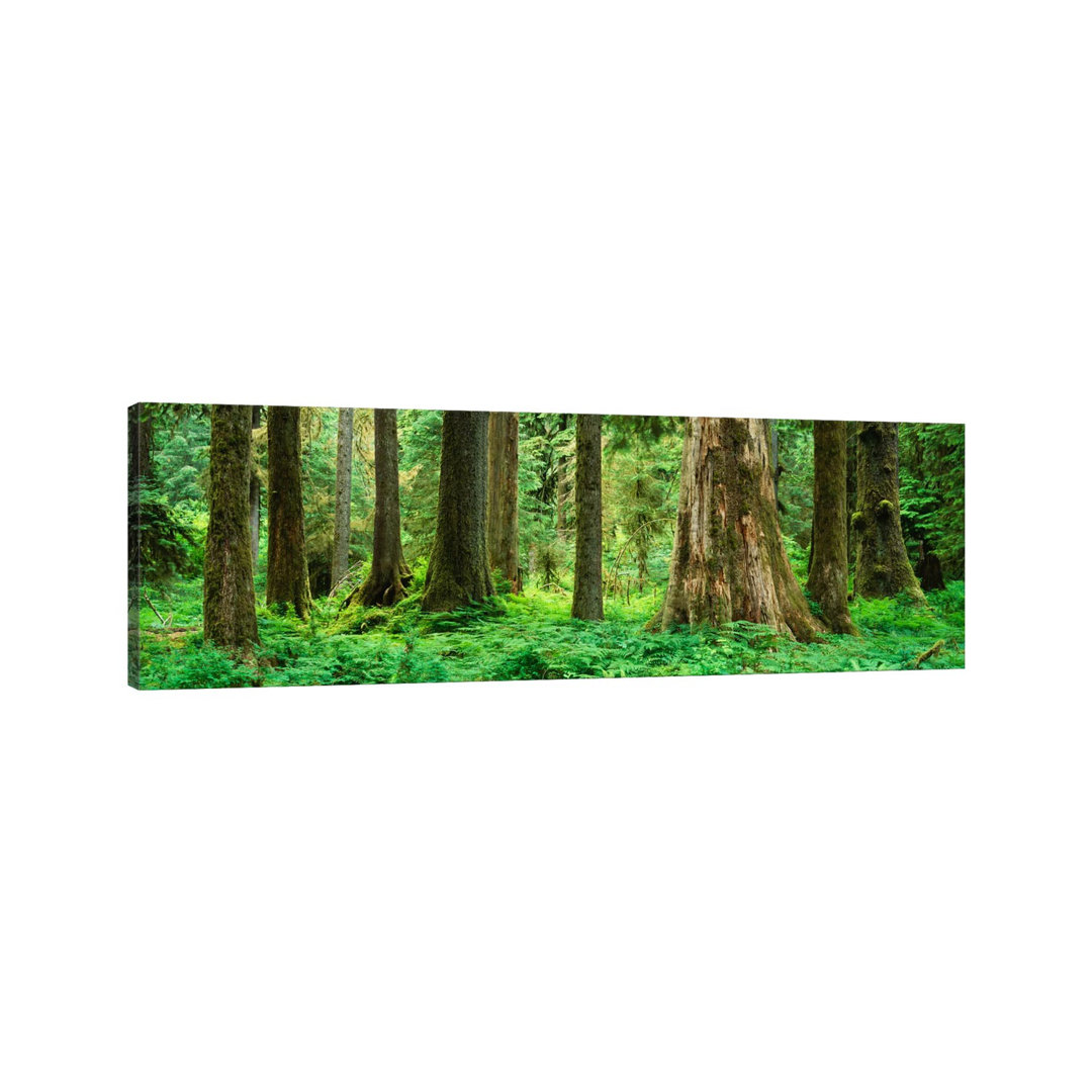 Trees In A Rainforest, Hoh Rainforest, Olympic National Park, Washington State, USA - Wrapped Canvas Panoramic Print