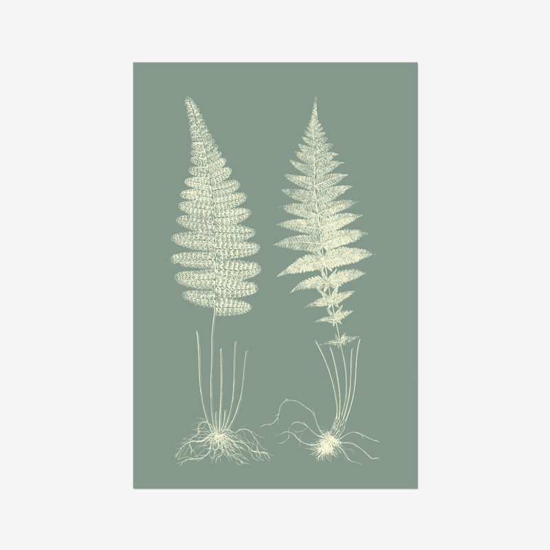 Ferns On Sage VI by Vision Studio - Painting, Wrapped Canvas, 30cm H x 20cm W