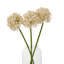 Arrangement-128130315-128130319