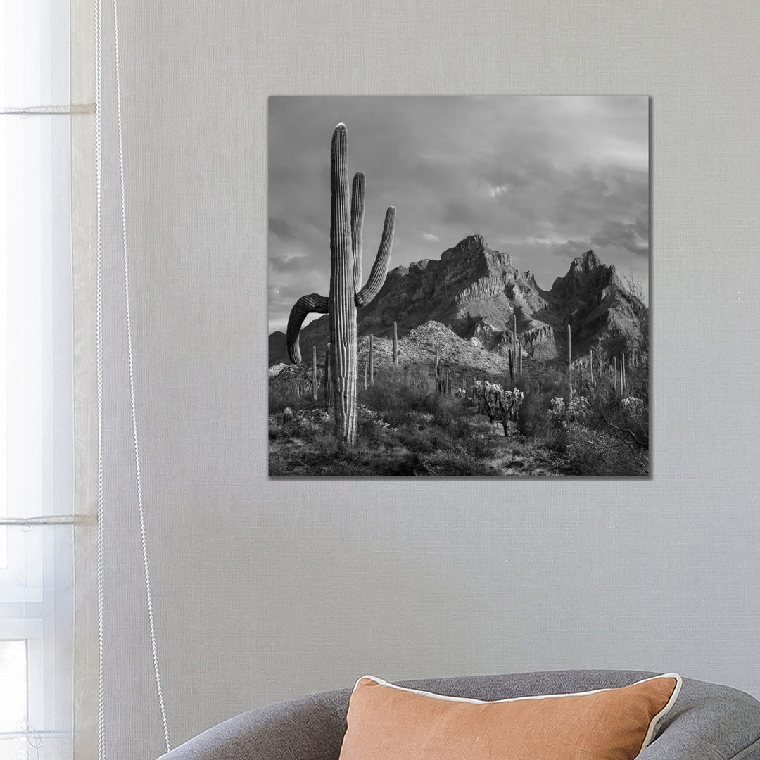 Saguaro Kakteen, Ajo Mountains, Organ Pipe Cactus National Monument, Arizona von Tim Fitzharris - Galerie-verpackte Lein...