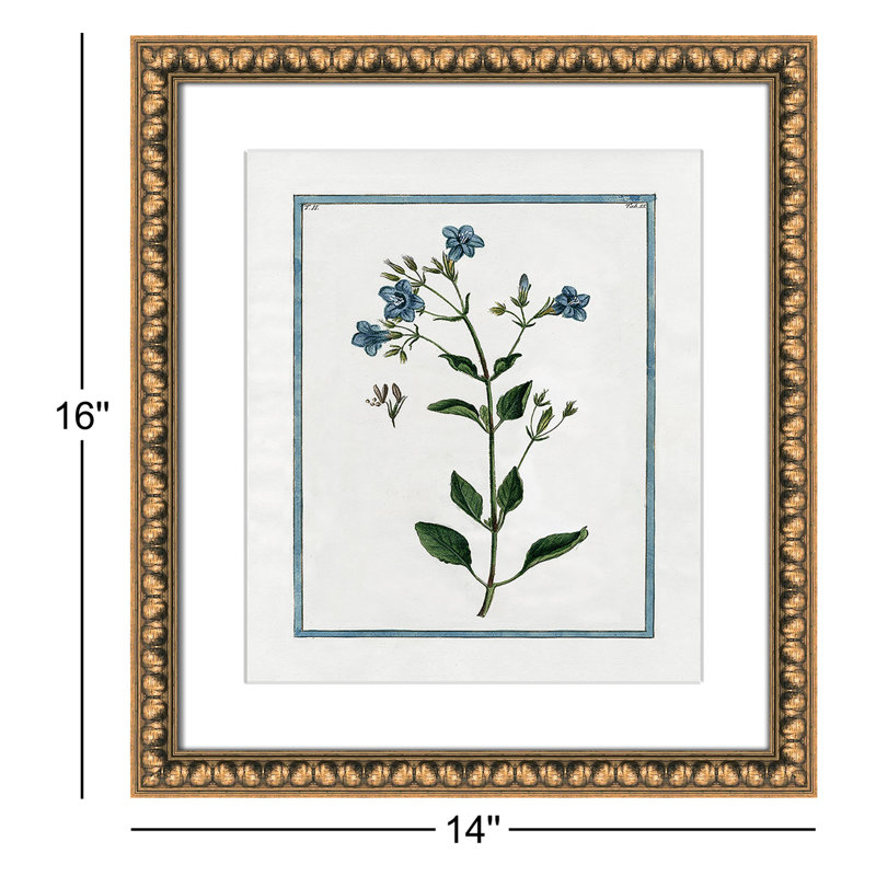 Colombe Shabby Elegance Botanical II - Framed Art, Gold Bead Framed, 14" W x 16" H