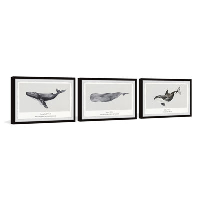 Tynemouth Sperm And Killer Whale by Marmont Hill - 3 Piece Picture Frame Print Set