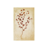 Pressed Flowers V Print by Michelle Bennett