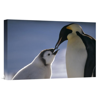 " Emperor Penguin Parent Feeding Chick, Riiser-Larsen Ice Shelf, Antarctica "