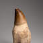 Genuine Mosasaur Tooth With Root From Morocco (133.9 Grams)