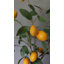 Faux Lemon Branch