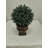 Faux Topiary-1948522592