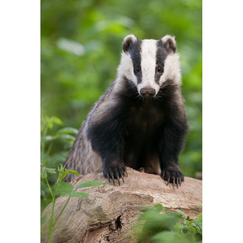 European badger 170102658, 46cm H x 30cm W