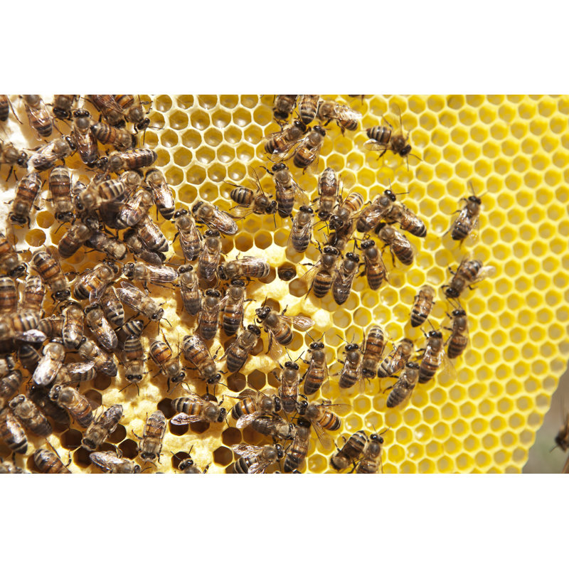 Group Of Bees On A Honeycomb - Wrapped Canvas Print, 30cm H x 46cm W x 3.8cm D