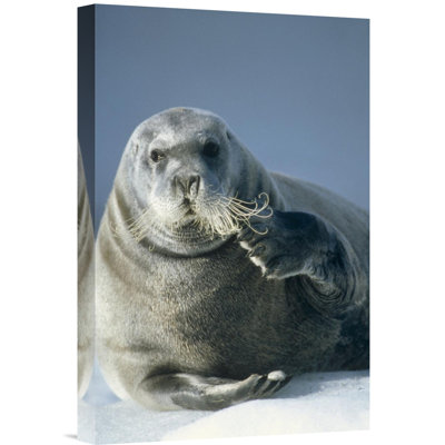 " Bearded Seal Scratching Its Chin, Spitsbergen, Svalbard, Norwegian Arctic "