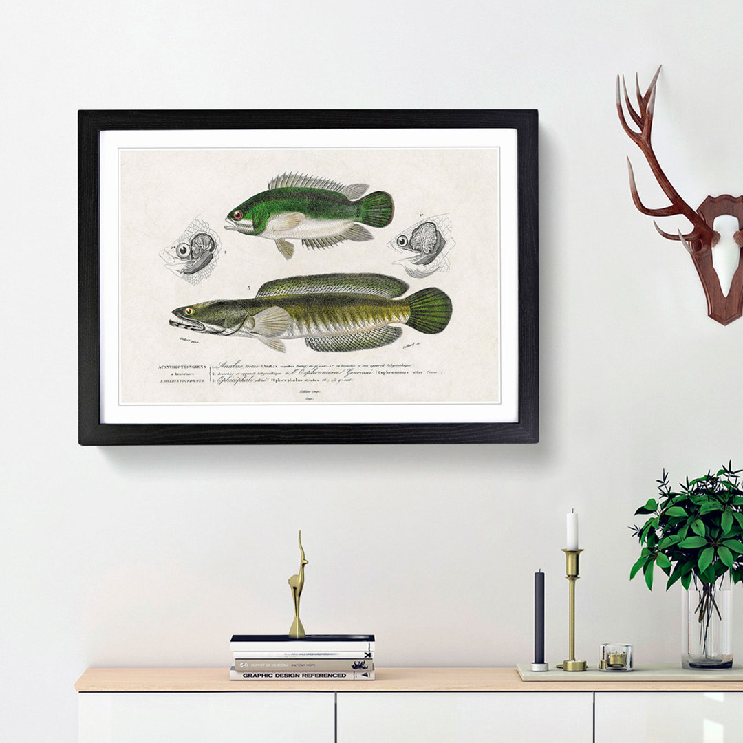 Green Fish Illustrations by Charles d Orbigny - Framed Print