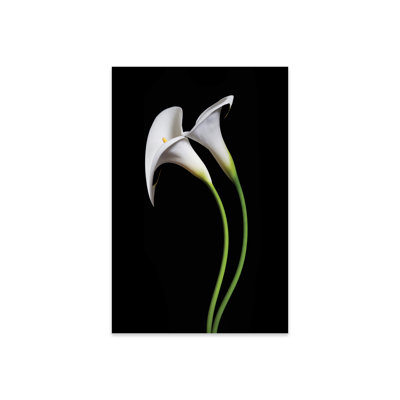 " USA, California. Two Calla Lily Flowers. " by Jaynes Gallery