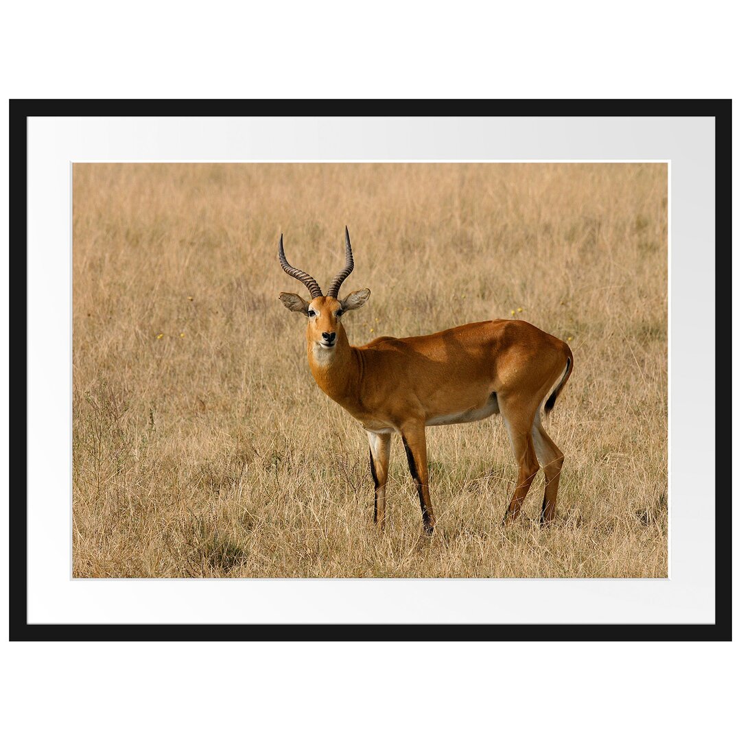 Gerahmtes Poster Dorkasgazelle im trockenen Gras