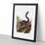 Dusky Squirrel by J.W. Audubon - Picture Frame Painting Print-55732690-55732691