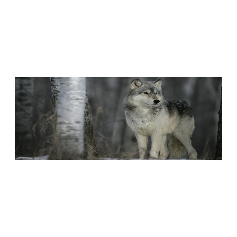 Gray Wolf - No Frame Print on Canvas