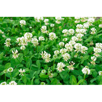 " White Clover Flowers "