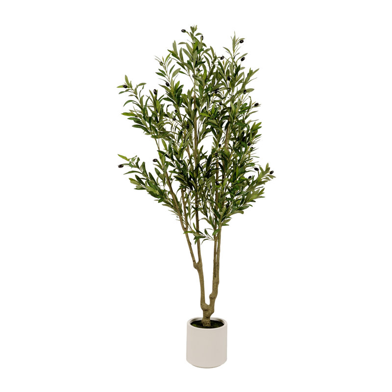 6-foot Olive Tree in White Plastic Planter