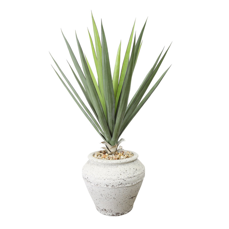 Yucca en pot de pierre avec pierres