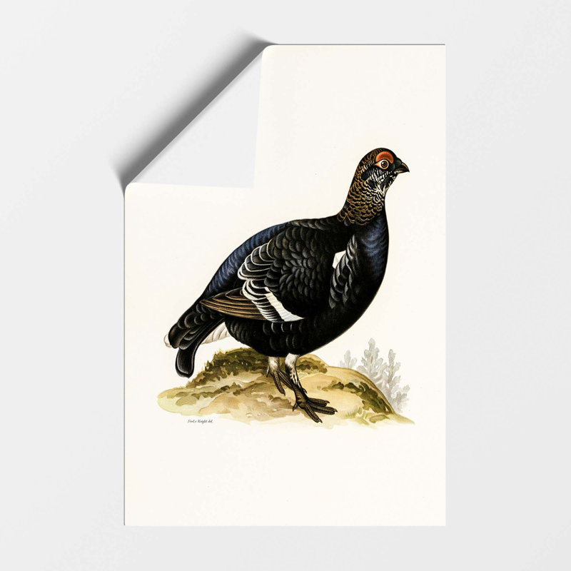 A Black Grouse by Von Wright - No Frame Painting, 59.4 cm H x 42 cm W