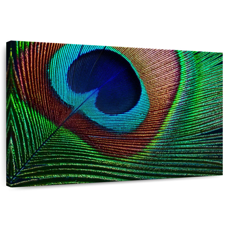Fine Peacock Feather, 34" H x 51" W