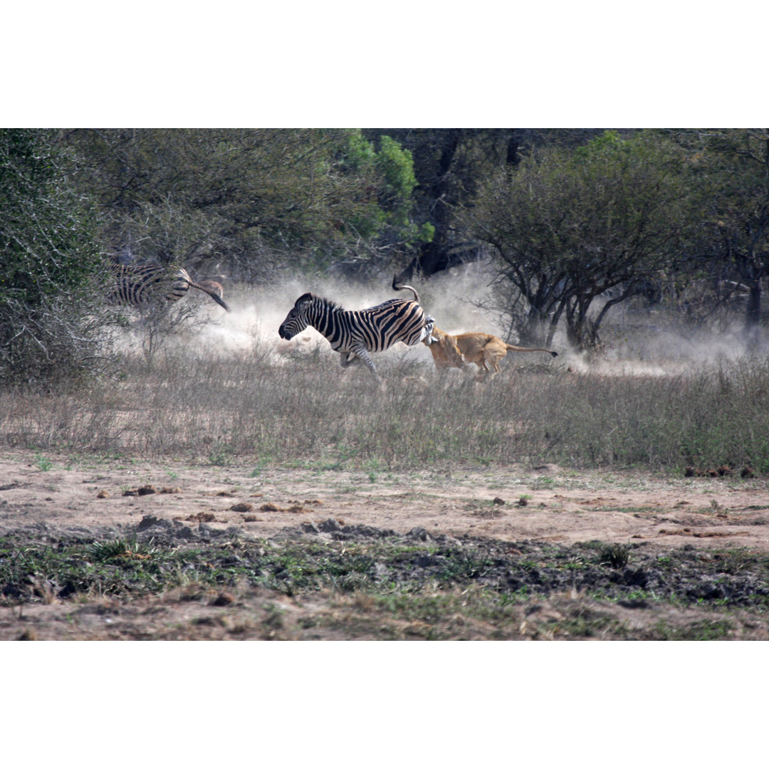 Löwe greift Zebra im Krügerpark an, Südafrika von Moonstone Images - Ohne Rahmen auf Leinwand drucken