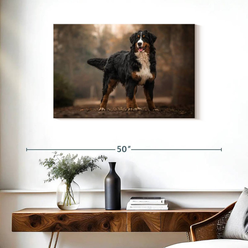 Bouvier bernois Brampt, H 24 po x l 36 po