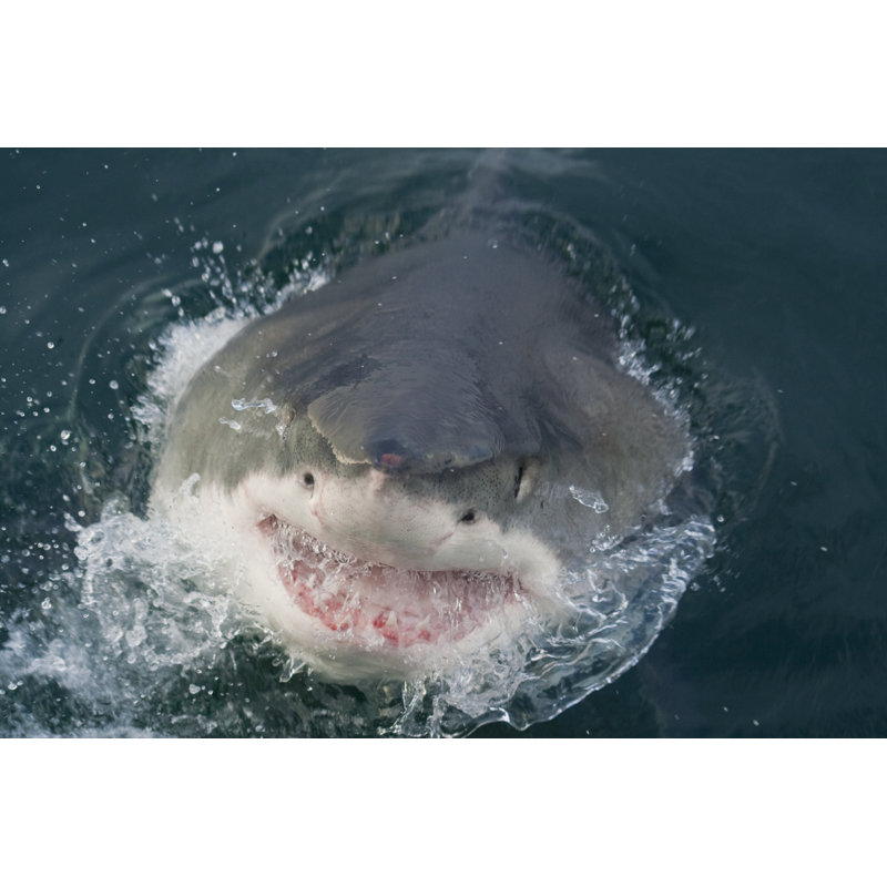 Great white shark, 30cm H x 46cm W