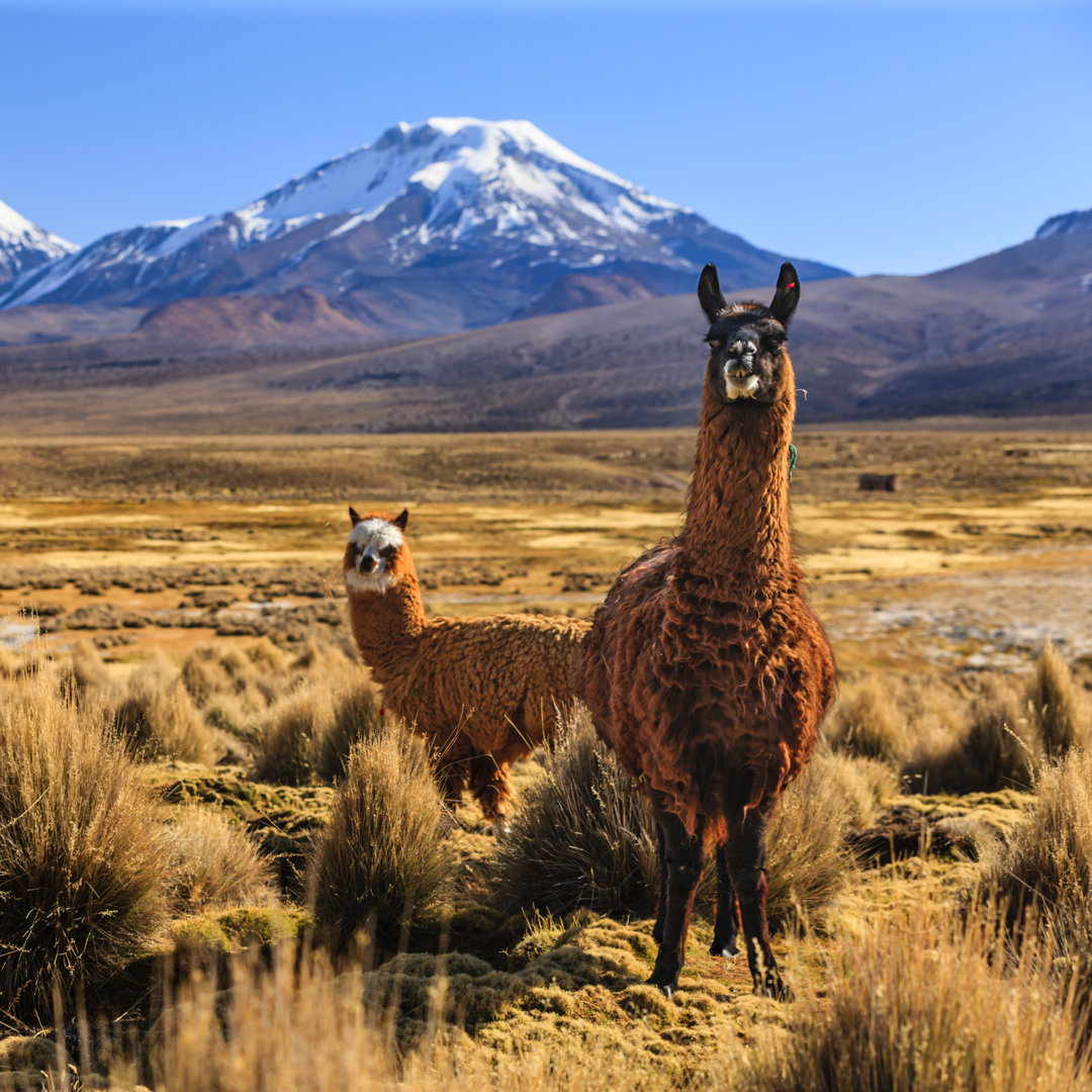 Llama und Vulkan Parinacota von Hadynyah - Drucken