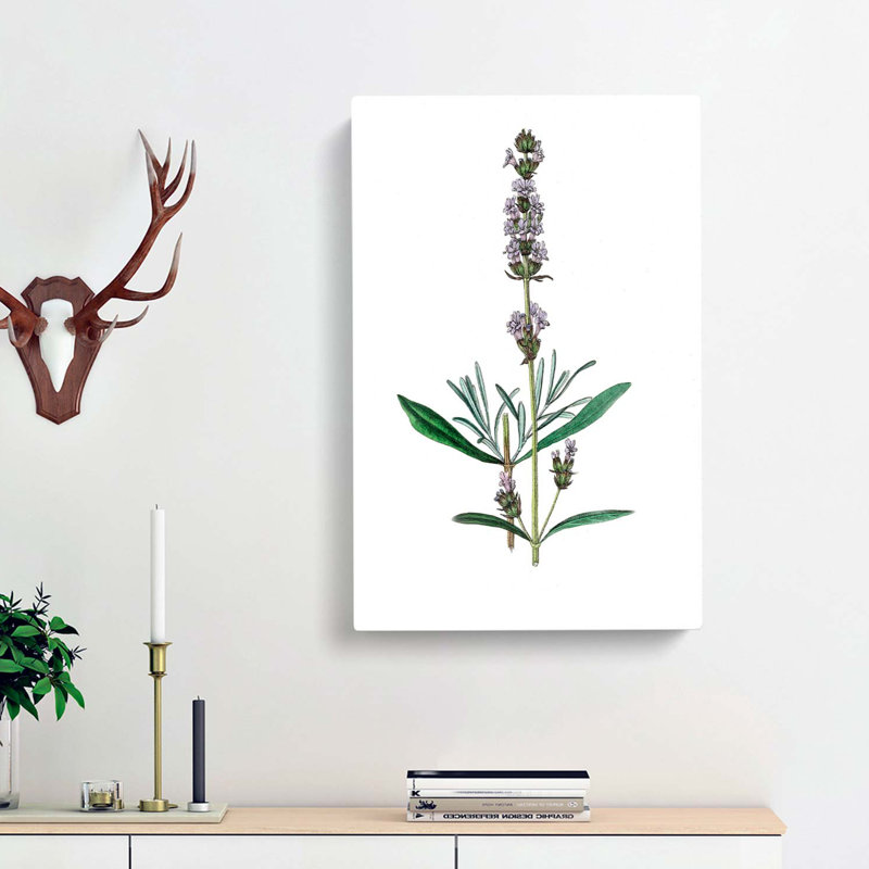 Lavender Illustration - Wrapped Canvas Painting, 50cm H x 35cm W x 3cm D