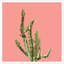 Sherbet Cactus 2 Framed Graphic Art