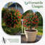 Arbre à billes 24 po Topiaire-405832871
