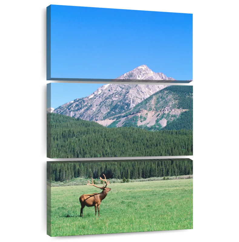 Brampt Coyote Valley Elk, 57" H x 36" W