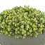 Composition de Sedum dans un pot en fibre de pierre-93415609
