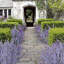 Arrangement de lavande Kassaraba-232822079
