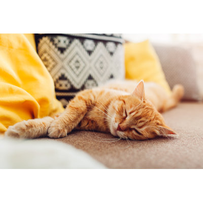 Ginger Cat Sleepng 1 Piece Wrapped Canvas Wall Art