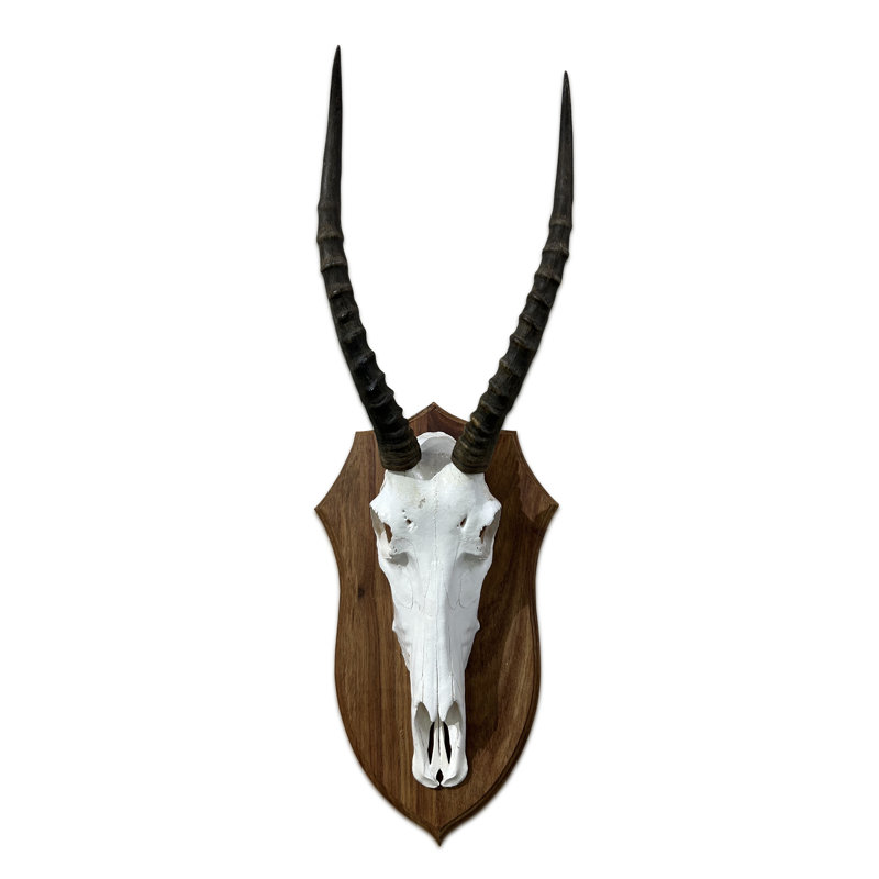 Karlea Real Blesbok Skull with Wooden Shield