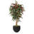 Arbre capensia en pot de fleurs