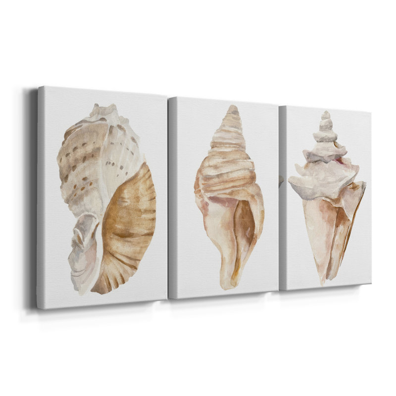Seashell I  -Custom Wrapped Gallery Canvas - 3 Pieces, 36" H x 72" W
