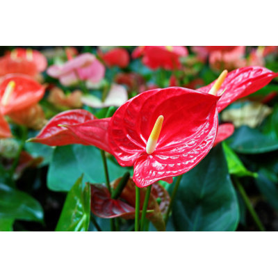 " Red Anthurium Flowers "