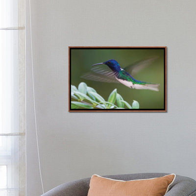 " White-Necked Jacobin " by Ken Archer