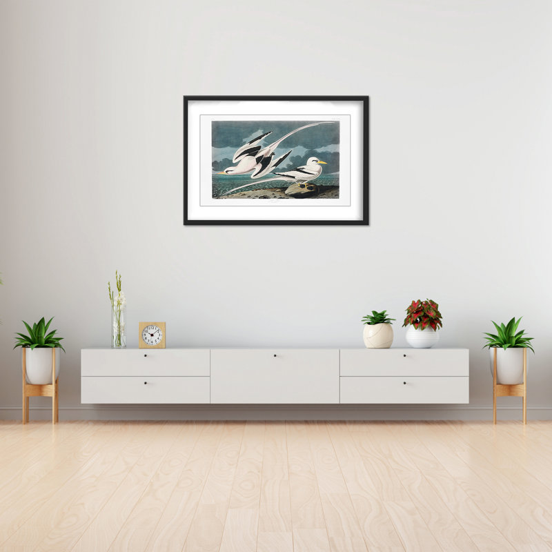Nature Inspired Tropic Bird From Birds Of America (1827), 16" H x 24" W