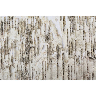 White Birch Background by Hawk111 - Wrapped Canvas Print
