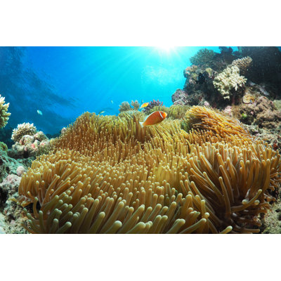 Clown Fish Enjoying The Sun (Amphiprion Perideraion) - Wrapped Canvas Print