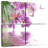 Harnek Orchid And Butterflies