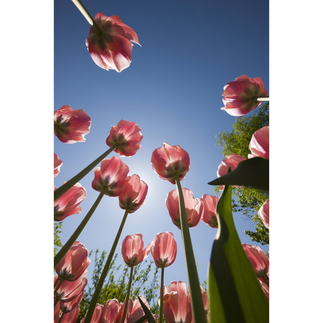 Tulpe von Best-photo - Druck