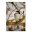 « chickadee on tree », reproduction de photo sur toile tendue-31973467