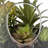 9'' Faux Succulent in Glass Jar