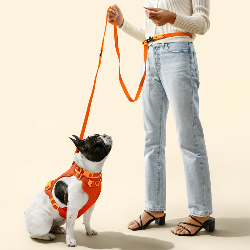 Laisse ajustable mains libres et collier 6-en-1 avec lampe DEL Luna 8 pi, Orange foncé / orange clair