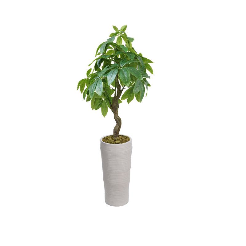 Pachira artificiel 48 po Panama en pot